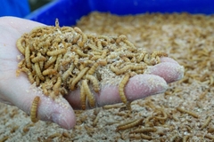 Bột côn trùng và sự cân bằng dinh dưỡng trong thức ăn cho các loài thủy sản mới nổi