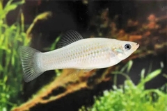 Bí mật của loài cá duy nhất toàn con cái, đã tồn tại 100.000 năm