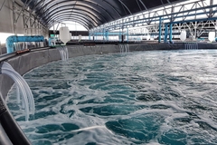 Công nghệ ổn định ôxy trong hệ thống RAS