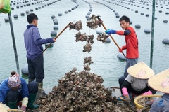 Ăn hàu tươi sống tại 107 Ngụy Như Kon Tum, Hà Nội.