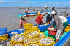 Quyết liệt giải toả hàng đáy, hỗ trợ người dân chuyển đổi nghề