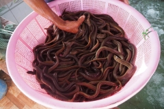 Cận cảnh nơi nuôi loài cá sinh ở biển, lớn trong đầm giữa cù lao Châu Trúc