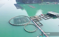 Khai thác hiệu quả tiềm năng nuôi biển công nghệ cao