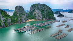 Phát huy tiềm năng nuôi cá biển lồng bè