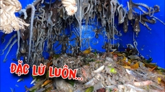 Cuối nước rồi mà Bạch Tuộc vẫn chạy đầy đục