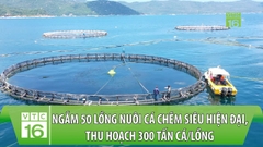 Ngắm 50 lồng nuôi cá chẽm siêu hiện đại, thu hoạch 300 tấn cá/lồng