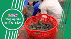 Hoa Kỳ kết luận sơ bộ chống bán phá giá tôm Việt Nam