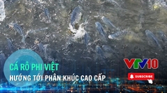 Cá rô phi Việt - hướng tới phân khúc cao cấp