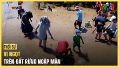Vị ngọt trên đất rừng ngập mặn