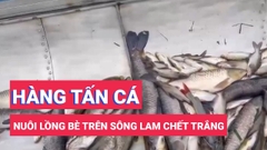 Hàng tấn cá nuôi lồng bè trên sông Lam chết trắng