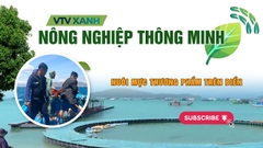 Nuôi Mực Thương Phẩm Trên Biển