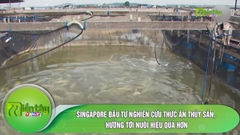 Singapore đầu tư nghiên cứu thức ăn thủy sản, hướng tới nuôi hiệu quả hơn