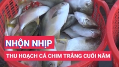 Các lồng bè nhộn nhịp thu hoạch cá chim trắng cuối năm