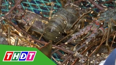 Người nuôi tôm hùm giảm thả giống vì giá thấp