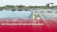 Nuôi tôm vụ Đông gặp nhiều khó khăn sau bão