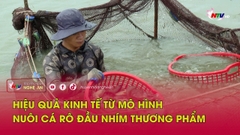 Hiệu quả kinh tế từ mô hình nuôi cá rô đầu nhím thương phẩm