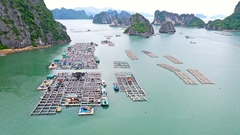 Sinh kế mới cho ngư dân Vân Đồn tiên phong làm giàu từ biển