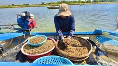Theo con nước sông Trà Khúc săn đặc sản don nổi tiếng cả nước