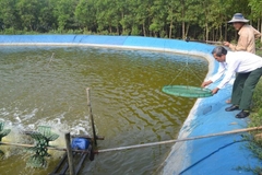 Người nuôi tôm Đà Nẵng gặp khó