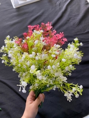 CỎ BÔNG BI THẠCH THẢO - CỎ MÀU ĐỎ