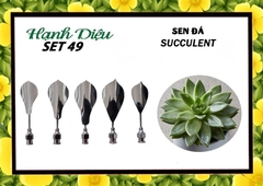 Kim 3D Inox - Bộ 5 - Mẫu 49 Sen Đá
