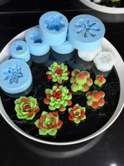 Combo 8 Khuôn Sen Đá Sale Live 225k