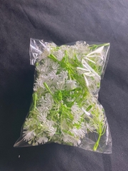 CỎ BÔNG BI THẠCH THẢO- CÚC NHỰA - 50gr CÚC NHỰA