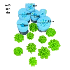Combo Set 5 Sen Đá Tia Tầng