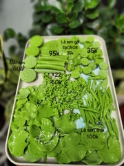 Khuôn Silicon - Hoa Sen Thái Mini - bộ 7 SL200