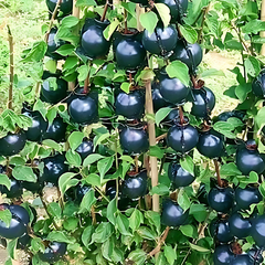Bầu chiết cành