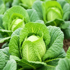 Hạt giống Bắp cải