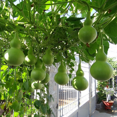 Hạt giống bầu Hồ lô