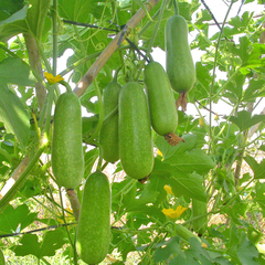 Hạt giống bí đao