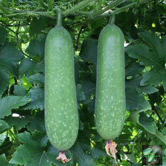 Hạt giống bí đao