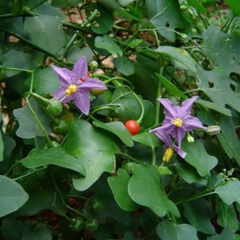 Hạt giống cà gai leo