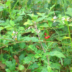 Hạt giống cà gai leo