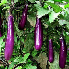 Hạt giống cà tím