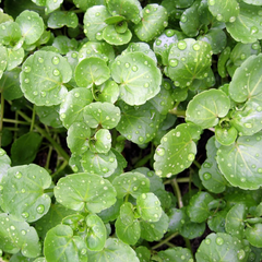 Hạt giống cải xoong