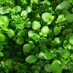 Hạt giống cải xoong