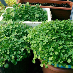 Hạt giống cải xoong