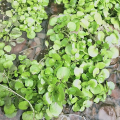 Hạt giống cải xoong