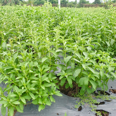 Hạt giống Cây cỏ ngọt