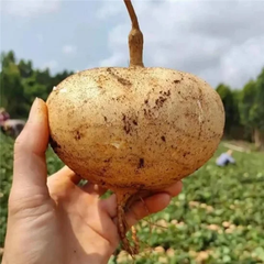 Hạt giống Củ đậu