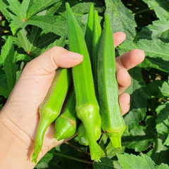 Hạt giống đậu bắp