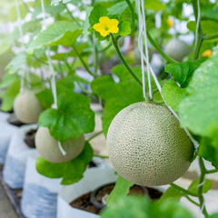 Hạt giống dưa tây