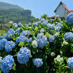 Hạt giống Hoa cẩm tú cầu