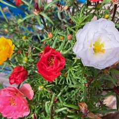 Hạt giống Hoa mười giờ