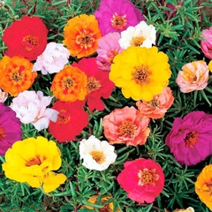 Hạt giống Hoa mười giờ
