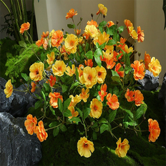 Hạt giống Hoa mười giờ