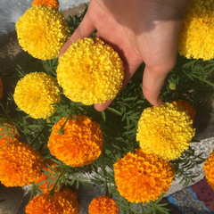 Hạt giống Hoa vạn thọ Rồng vàng